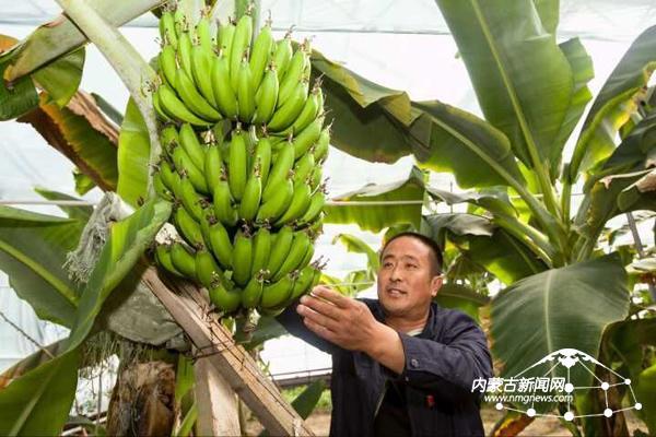 Pick tropical fruits in Ulanhot