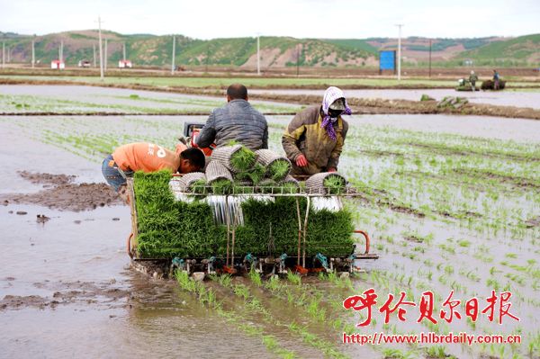 Paddy fields help ease poverty