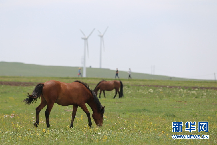 Visitors escape summer heat at Huitengxile Prairie