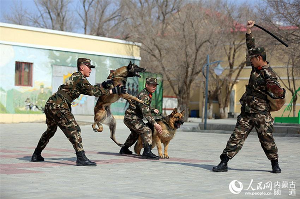 Patrol dogs help guard frontier