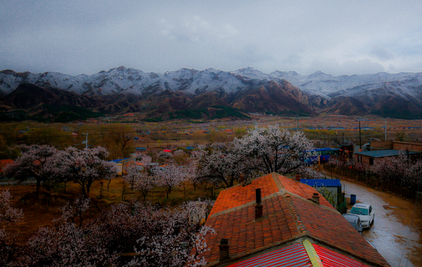 Hohhot snowfall showers blooming apricots