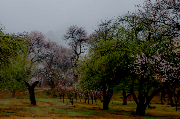 Hohhot snowfall showers blooming apricots