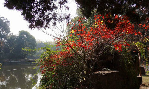 Beautiful red autumnal leaves in Se park