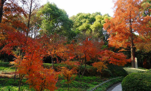 Beautiful red autumnal leaves in Se park