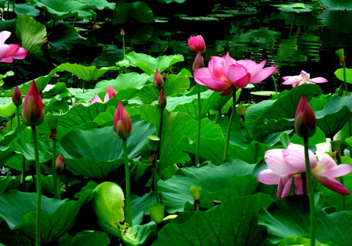 Lotus blossoms in Nengda Central Park