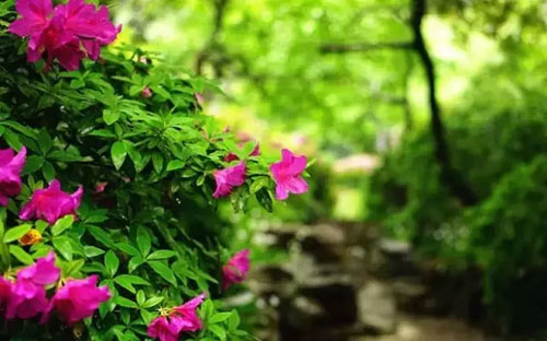 Azalea flowers beautify Wuxi