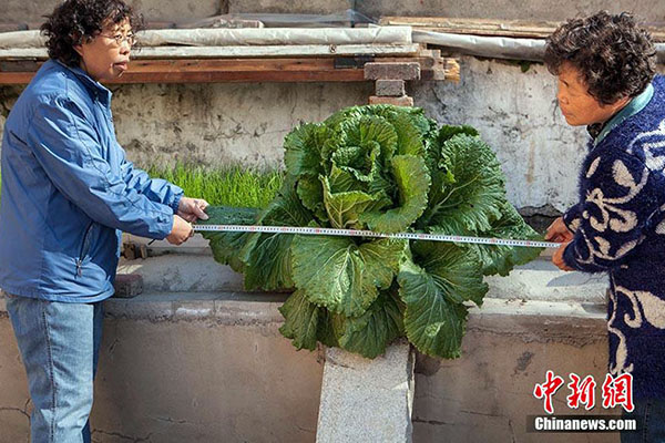 Giant cabbage found in Changchun