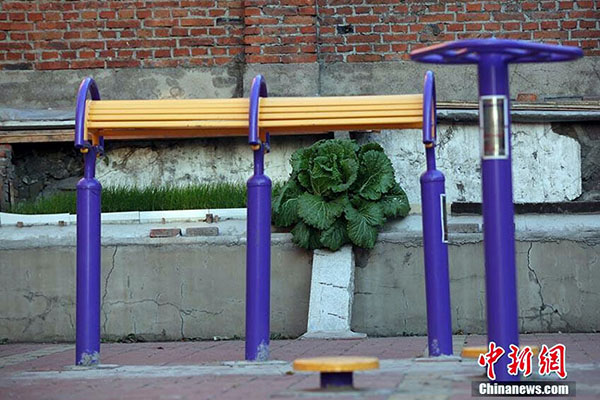 Giant cabbage found in Changchun