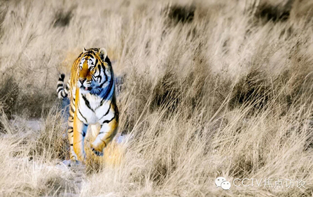 Siberian tigers spotted in the wilds of NE China