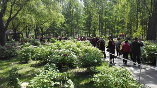 Peony exhibit delights NE China