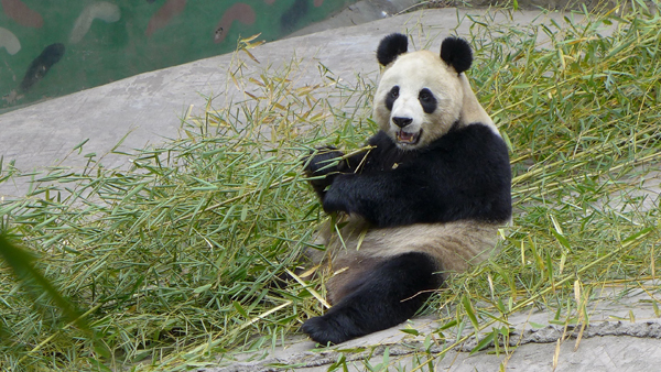 Panda pair expected in Jilin soon