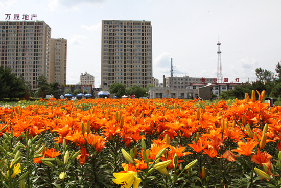 Lilies blossom in Jilin