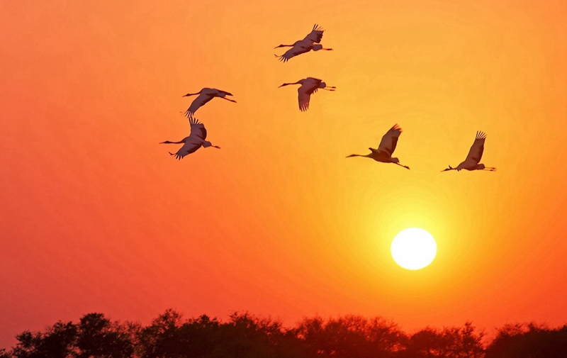 Paradise of bird: Xianghai National Nature Reserve