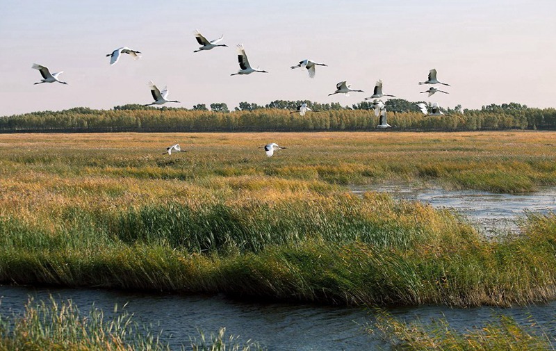 Paradise of bird: Xianghai National Nature Reserve