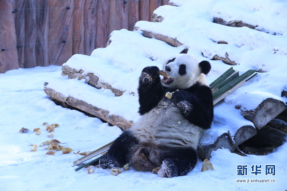 Giant pandas brave the NE China cold