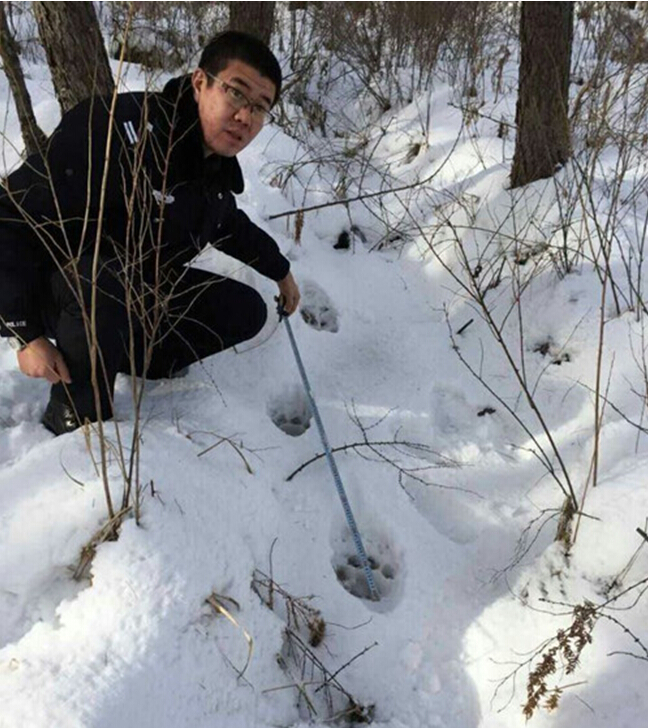 Evidence of Siberian tigers found in NE China