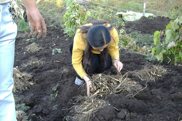 Sister Hui, NE China online ginseng seller