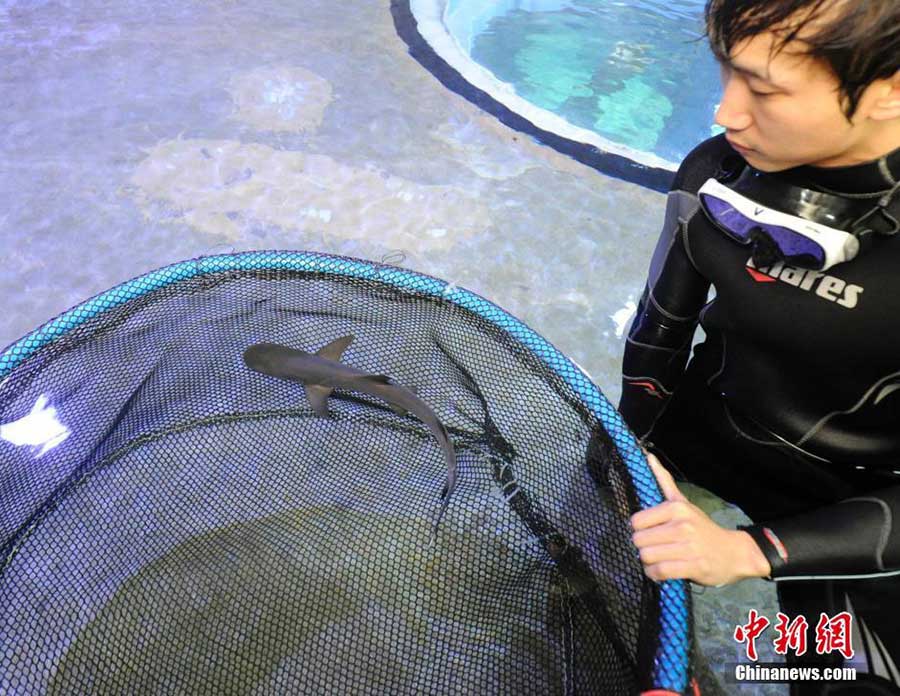 Baby shark born in NE China