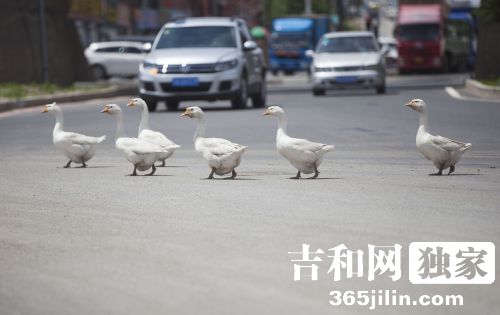 Geese pull off harrowing highway crossing