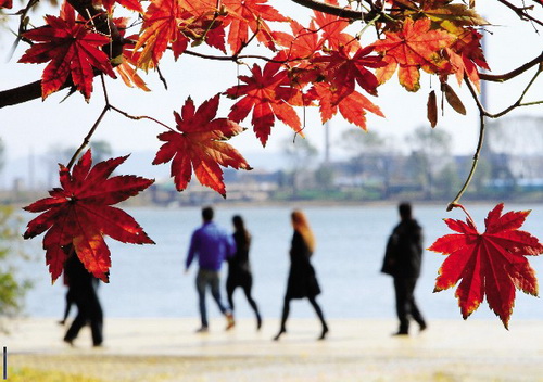 Golden autumn in Dandong