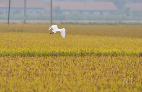 Dandong's beautiful scenery in autumn