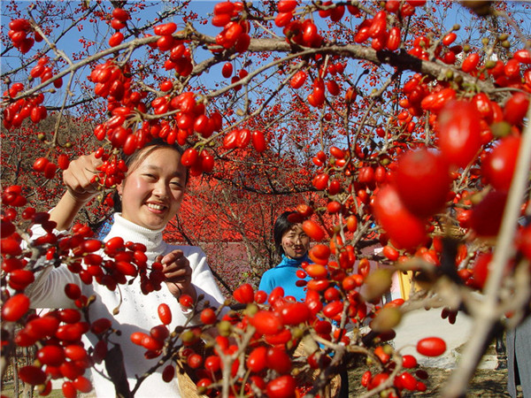 Culture Insider: 6 things you may not know about Double Ninth Festival