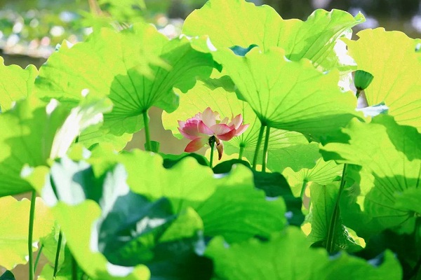 Jiading's lotuses in full bloom during summer