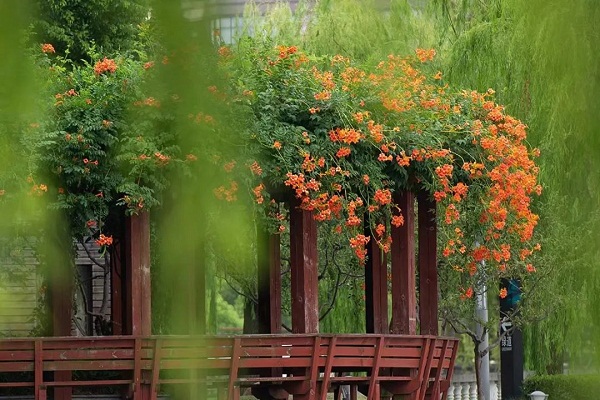 Blooming trumpet creepers grace Jiading