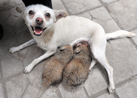 Red Panda cubs get a dog wet nurse