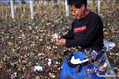 Cotton harvest in China's Shanxi province