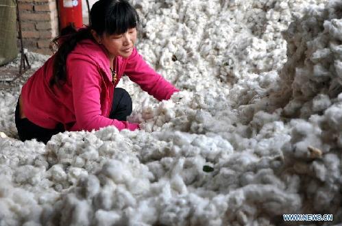 Cotton harvest in China's Shanxi province