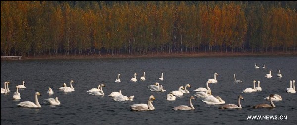 Swans take rest at wetland on Yellow River