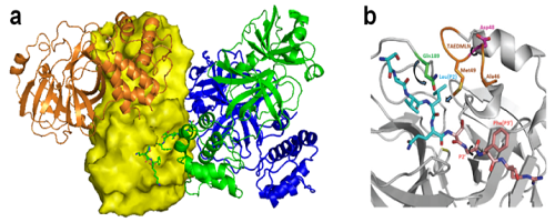 SXU molecular science institute releases latest finding