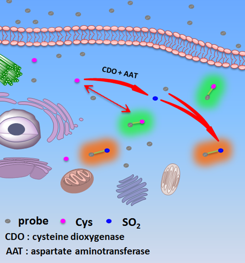 SXU publishes significant molecular science find