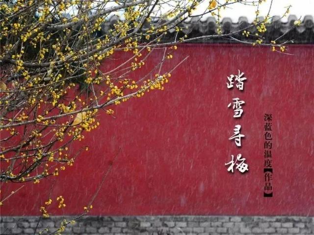 Sniff the fragrance of wintersweet flowers in Tai'an