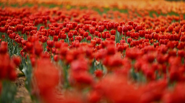 Blooming spring tulips brighten up Tai'an