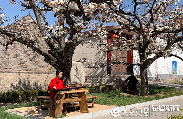 Enjoy pear blossoms in Tai'an