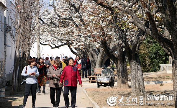 Enjoy pear blossoms in Tai'an