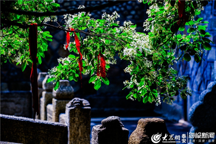 Chionanthus retusus flowers add charm to Mount Tai