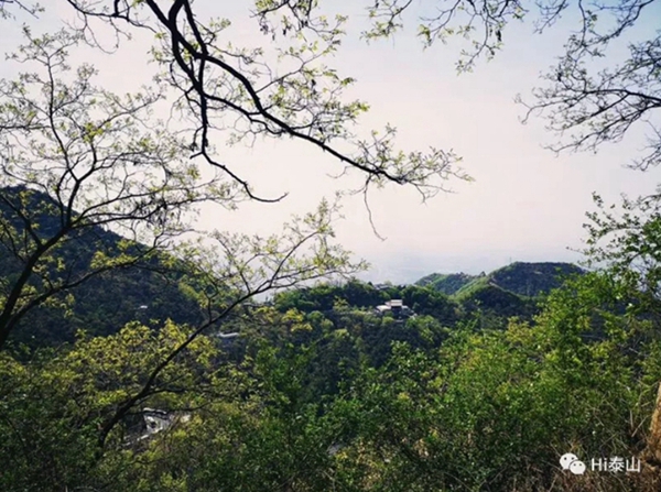 Early summer glitters at Mount Tai