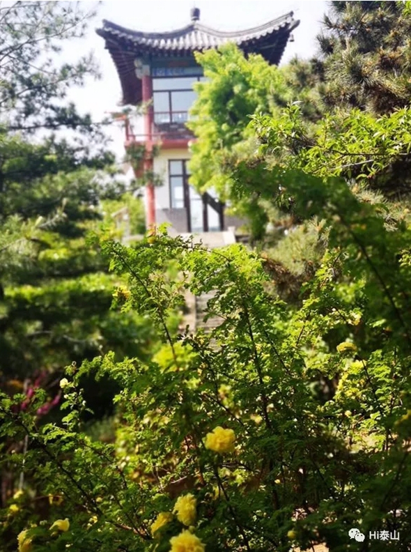 Early summer glitters at Mount Tai