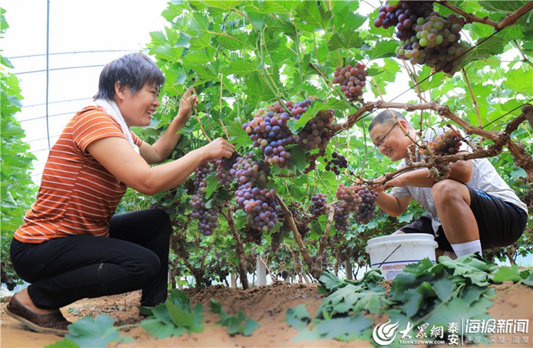 Tai'an village embraces grape harvest