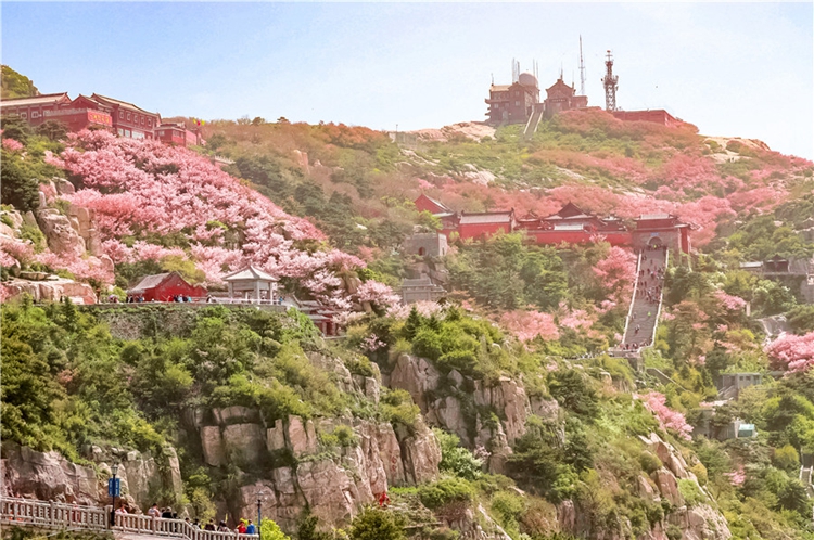 Pink flowers carpet green mountain