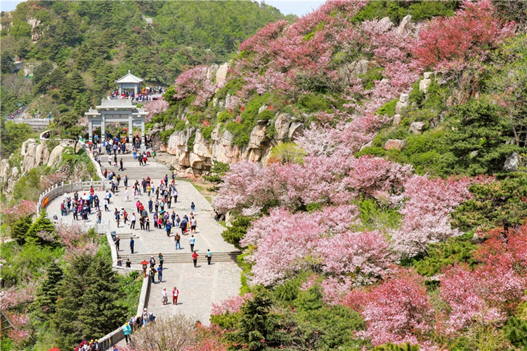 Pink flowers carpet green mountain