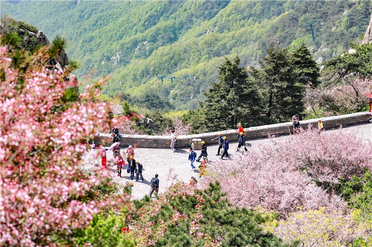 Pink flowers carpet green mountain