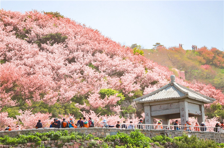 Pink flowers carpet green mountain