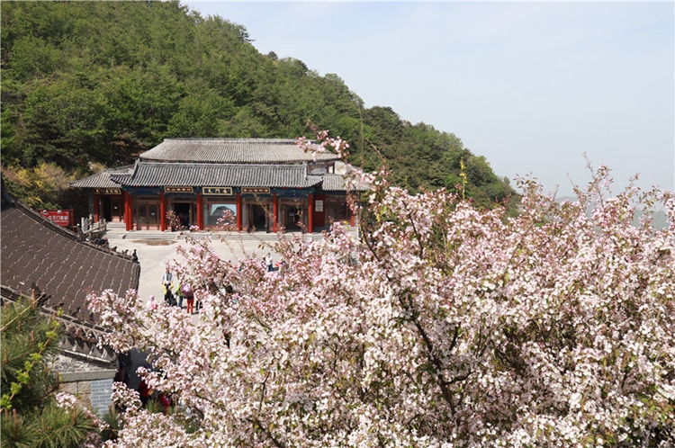 Pink flowers carpet green mountain