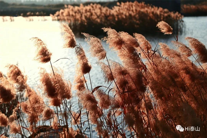 Reed flowers bring early winter charm to Tai'an