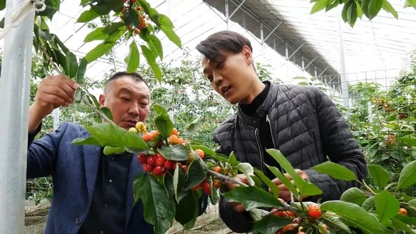 Scientific management promotes agricultural production in Tai'an