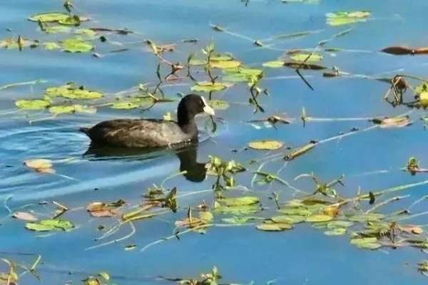 Wenhe River Wetland Park, a perfect place for recreation